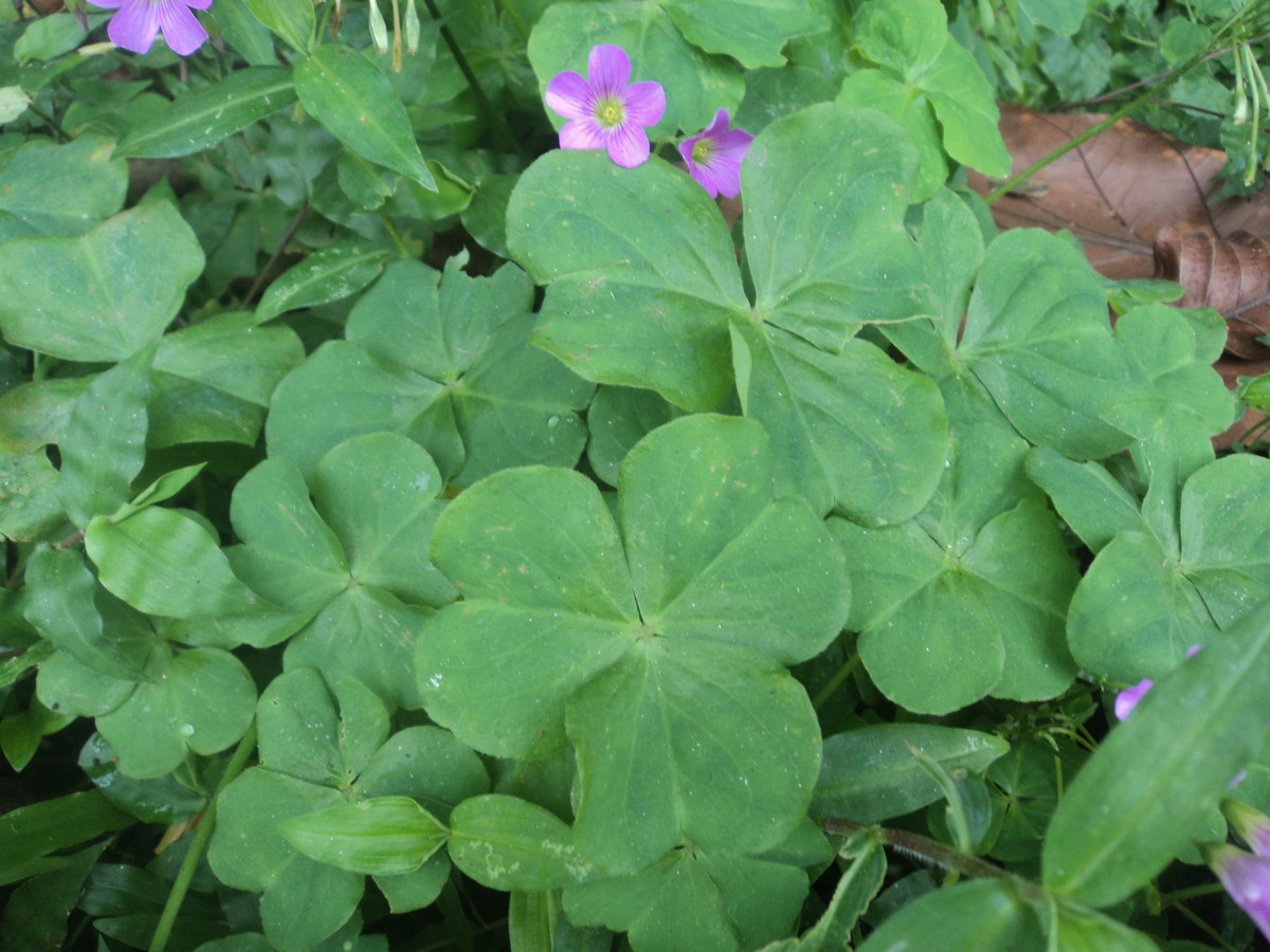 Oxalis debilis Kunth